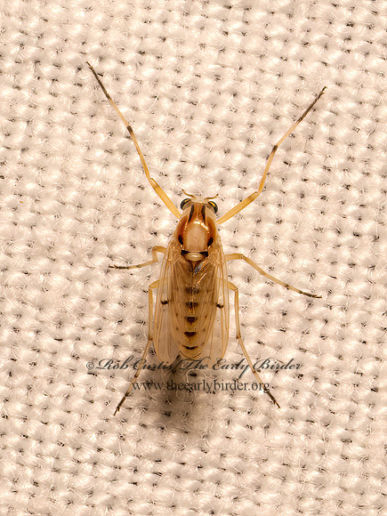 Coelotanypus concinnus  TANYPODINAE MIDGE 9082342z