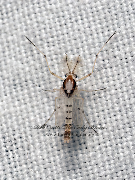 Coelotanypus concinnus  TANYPODINAE MIDGE 9082378z