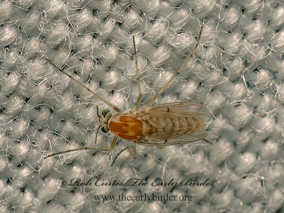 Procladius bellus  TANYPODINAE MIDGE 9082878z
