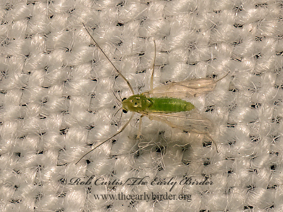 Tanytarsini  CHIRONOMINAE MIDGE 9082766z