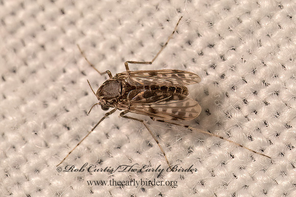 Tanypus   TANYPODINAE MIDGE 9082820z