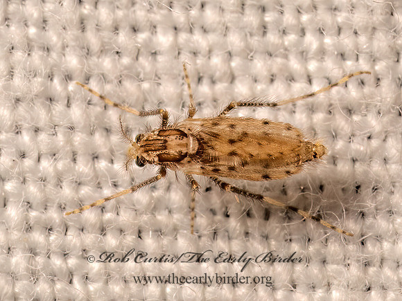 Chaoborus punctipennis  PHANTOM MIDGE 9082799z