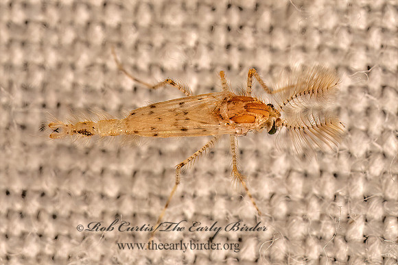 Chaoborus punctipennis  PHANTOM MIDGE 9083012z