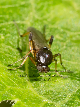 Ceratopogoninae   BITING MIDGE 9080233z