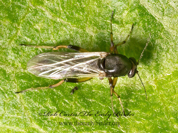 Ceratopogoninae   BITING MIDGE 9080231z