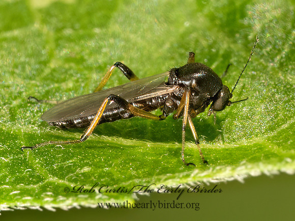 Ceratopogoninae   BITING MIDGE 9080230z
