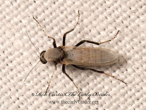 Sphaeromias  BITING MIDGE 9082868z