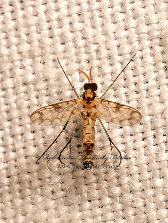 Proceroplatus elegans  PREDATORY FUNGUS GNAT 9082792z