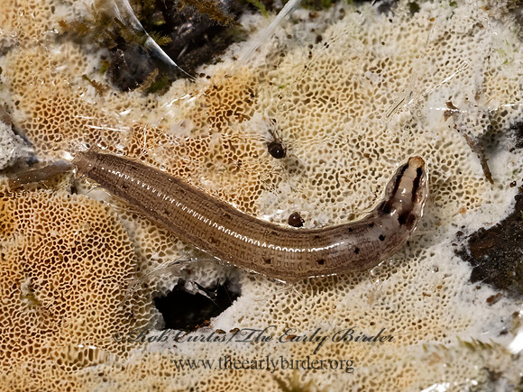 Keroplatidae  PREDATORY FUNGUS GNAT 9080581z
