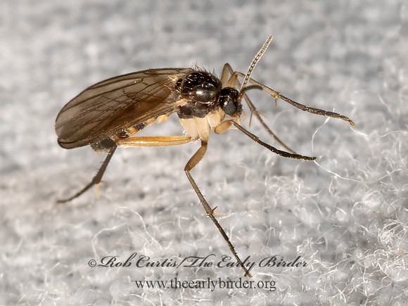 Mycetophilidae  FUNGUS GNAT 3028385z