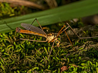 Nephrotoma cornicina  TIGER CRANE FLY 9080169z