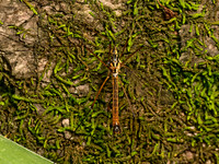 Nephrotoma cornicina  TIGER CRANE FLY 9080168z
