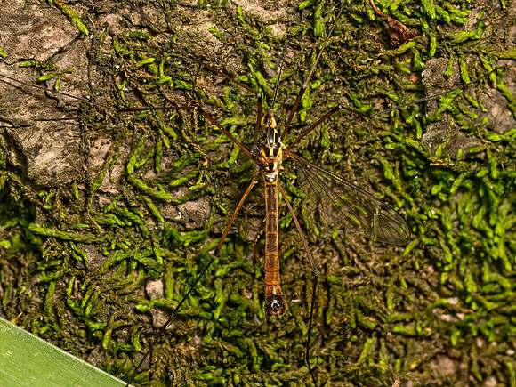 Nephrotoma cornicina  TIGER CRANE FLY 9080168z