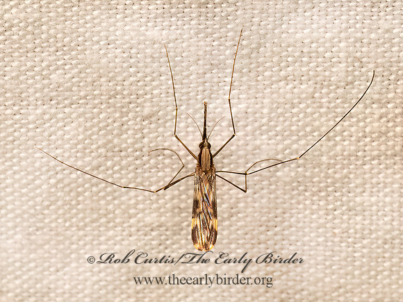 Anopheles punctipennis  WOODLAND MALARIA MOSQUITO 9082354z