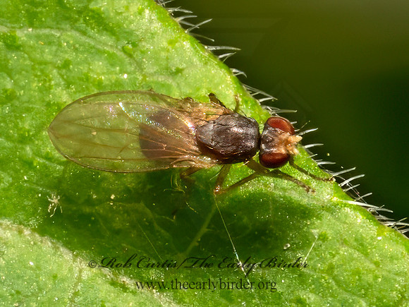 Scaptomyza  VINEGAR FLY 9078677z