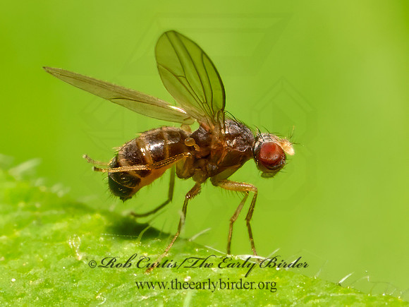 Scaptomyza  VINEGAR FLY 9078675z