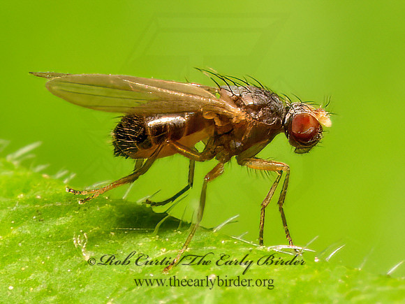 Scaptomyza  VINEGAR FLY 9078674z