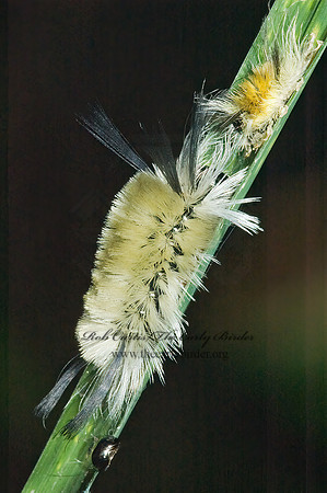 Halysidota tessellaris BANDED TUSSOCK MOTH 5002088z