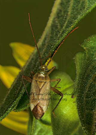 Adelphocoris lineolatus 1274126z