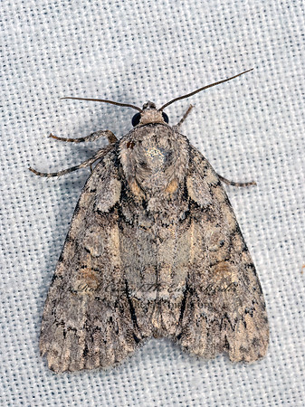 Acronicta  DAGGER MOTH 9083574z