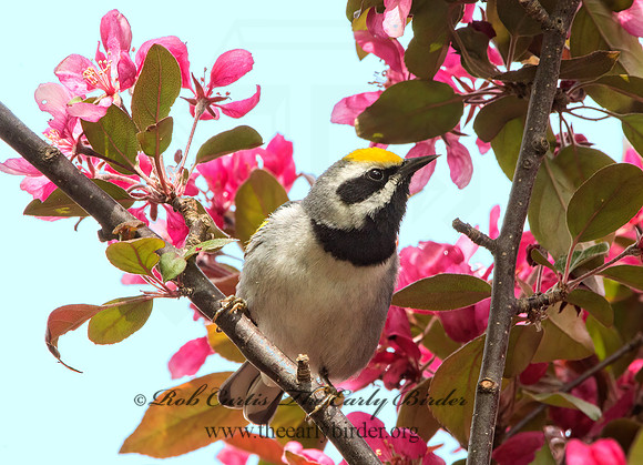 Vermivora chyrsoptera  GOLDEN-WINGED WARBLER 9030123z
