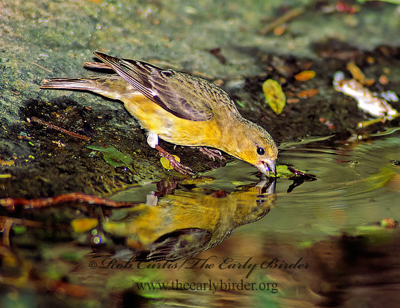 Icterus cucullatus  HOODED ORIOLE 89729z
