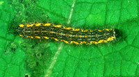 Haploa HAPLOA MOTH 1115701 spz