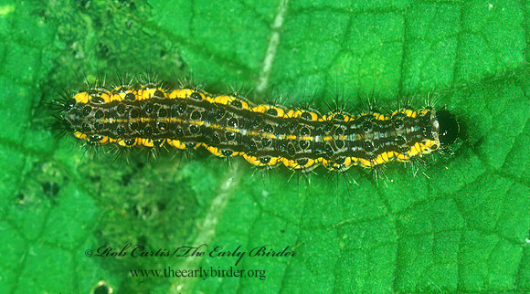 Haploa HAPLOA MOTH 1115701 spz