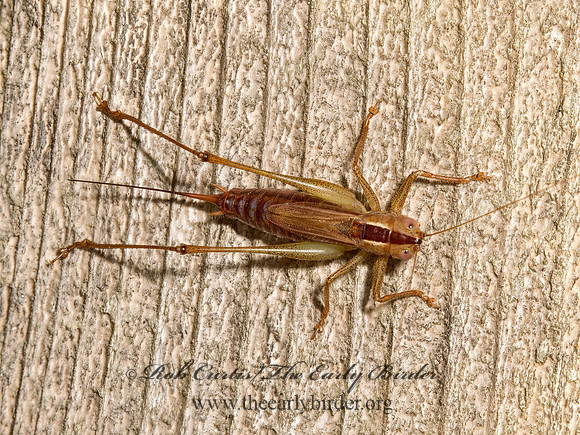 Conocephalus brevipennis  SHORT-WINGED MEADOW GRASSHOPPER  9026149z