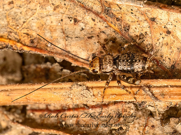 Allonemobius maculatus   SPOTTED GROUND CRICKET 9080911z