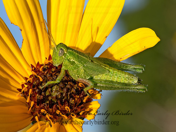 Campylacantha olivacea  FUZZY OLIVE-GREEN GRASSHOPPER 9082598z