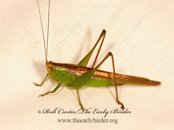 Orchelium  GREAT MEADOW KATYDID 9084117z