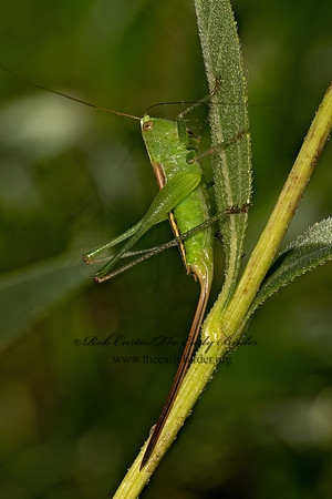 Conocephalus strictus  STRAIGHT-LACED MEADOW KATYDID 9082688z