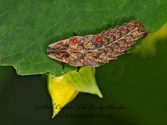 Pyractomena  FIREFLY 9050260z