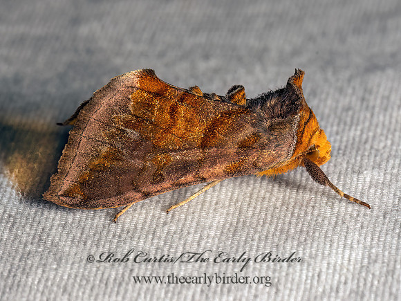 Allagrapha aerea  UNSPOTTED LOOPER MOTH 9083839z