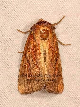 Papaipema inquaesita  SENSITVE FERN BORER 9083577z