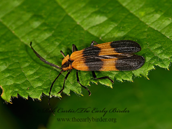 Calopteron reticulatum  BANDED NETWING 9047334z