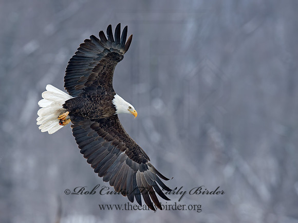 Haliaeetus leucocephalus  BALD EAGLE 9018763z