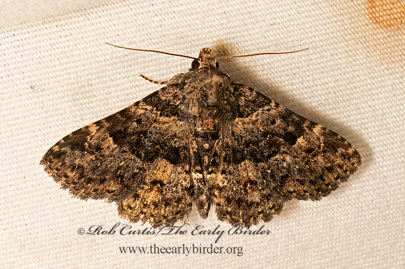 Metalectra discalis  COMMON FUNGUS MOTH 9083686z