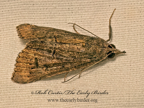 Hypena scabra  GREEN CLOVERWORM MOTH 9082191z