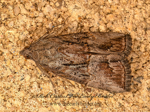Hypena scabra  GREEN CLOVERWORM MOTH 9084084z