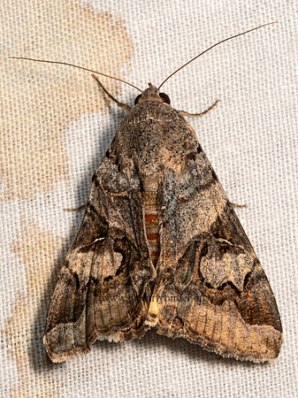 Melipotis indomita  INDOMITABLE GRAPHIC MOTH 3032059z