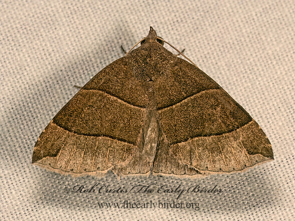 Parallelia bistriaris  MAPLE LOOPER 9083566z