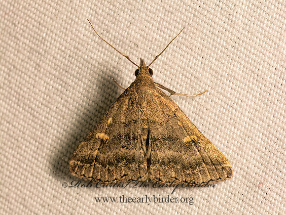 Tetanolita floridana  FLORIDA TETANOLITA 9083940z