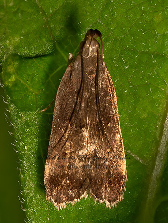 Dichomeris  TWIRLER MOTH 9080337z