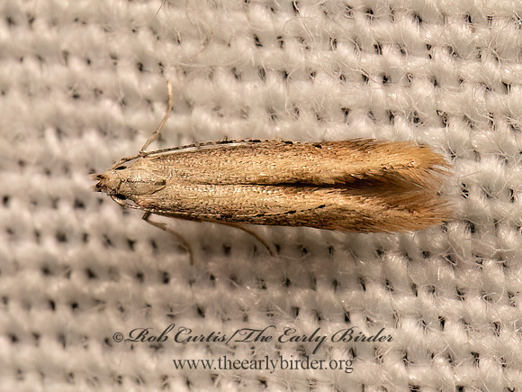 Stereomita andropogonis  TWIRLER MOTH 9083227z