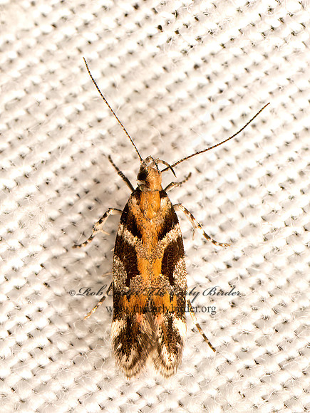 Aristotelia roseosuffusella  PINK-WASHED ARISTOTELIA 9083221z