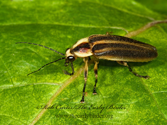Photuris 5010617z