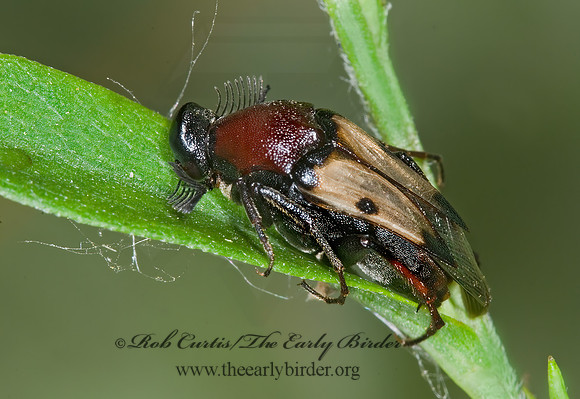 Macrosiagon pectinata 6012871 Mz