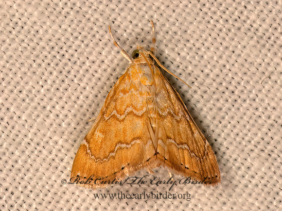 Glaphyria sesquistrialis  WHITE-ROPED GLAPHYRIA 9083558z